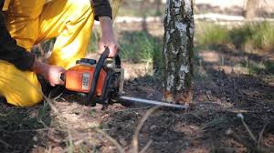 Leaf Removal in Beaver, UT