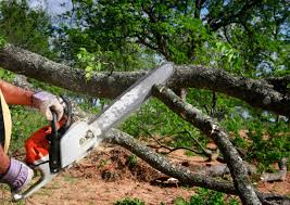 Tree and Shrub Care in Beaver, UT