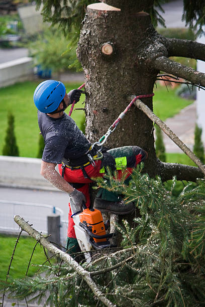 How Our Tree Care Process Works  in  Beaver, UT